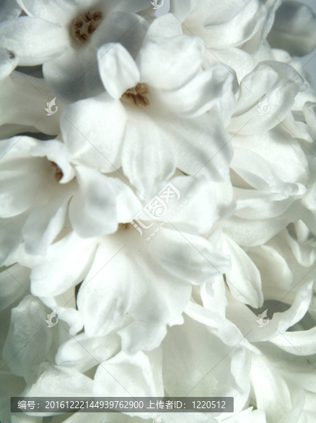 風(fēng)信子花