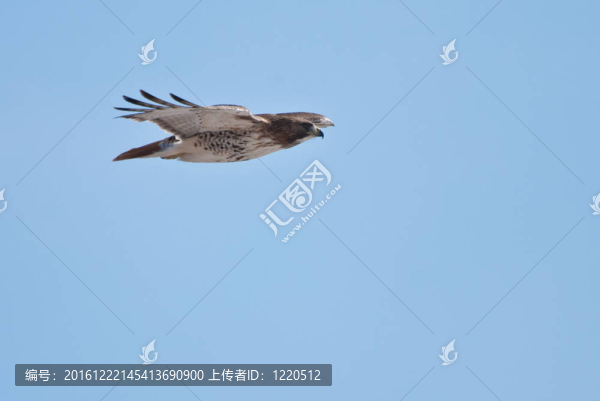 紅尾鷹飛越藍(lán)天