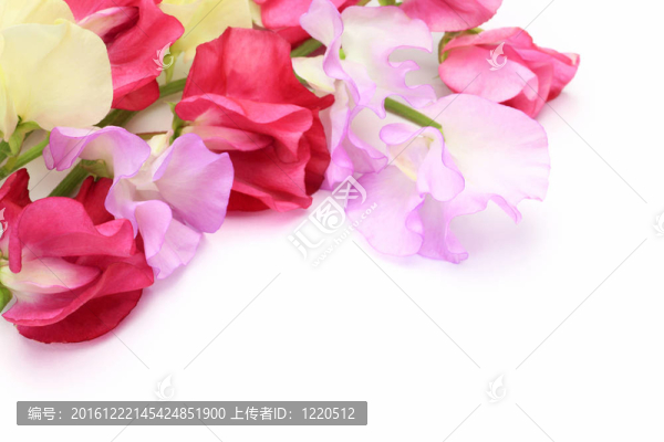 甜豌豆