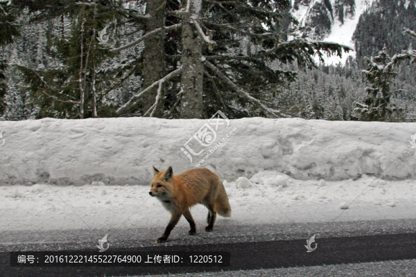 雷尼爾山梯級狐貍14