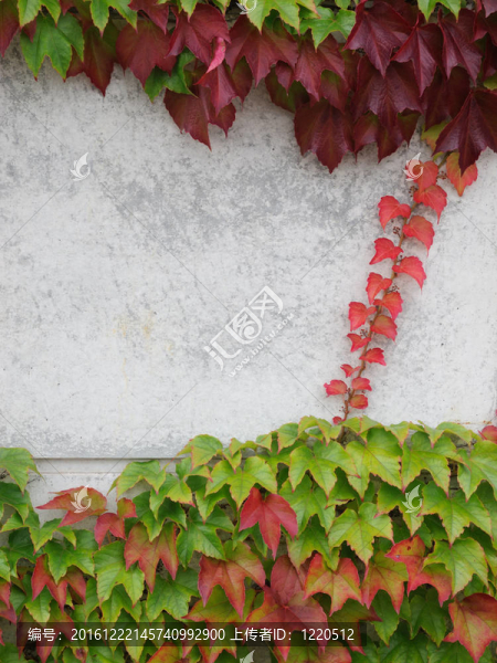 酒葉與混凝土