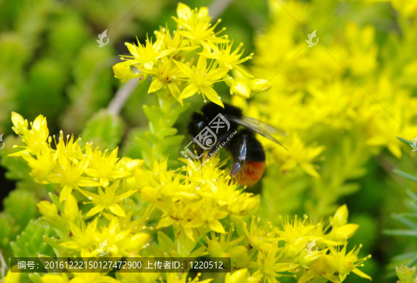 大黃蜂