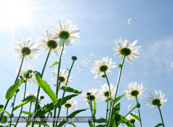 白色的雛菊
