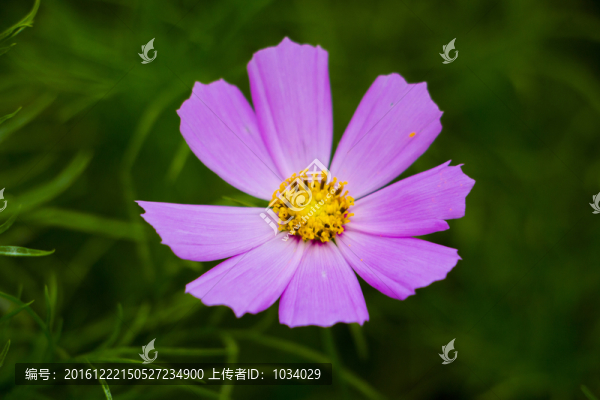 小花