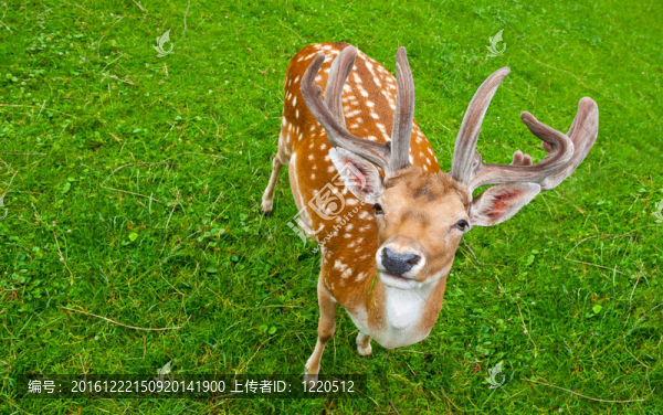 鹿
