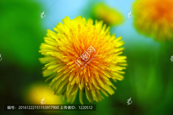黃色嫩蒲公英背景明亮的植被
