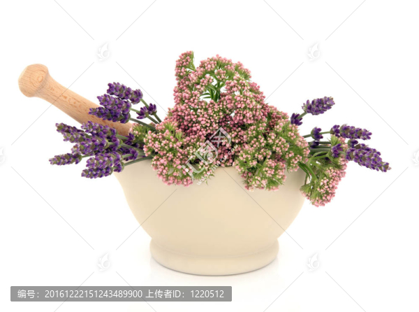 薰衣草和Valerian,Herb,Flowers