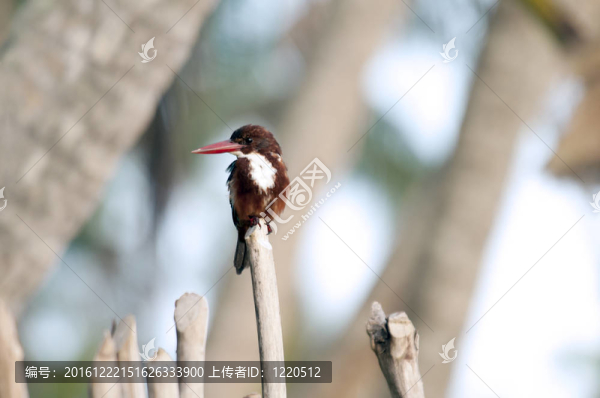 翠鳥