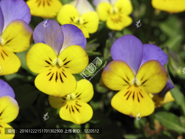Horned,Pansy；Horned,Violet