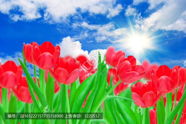 郁金香的花朵