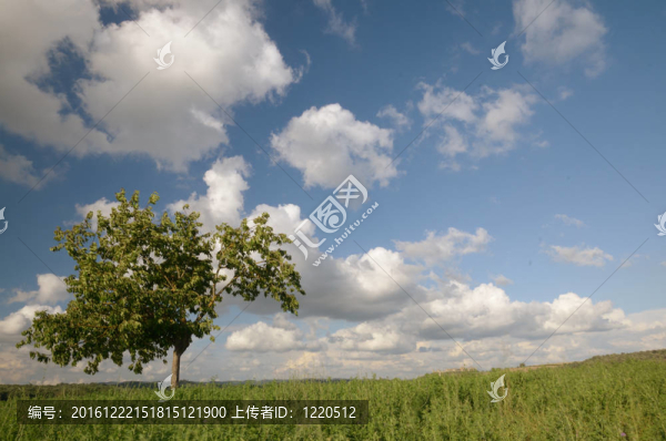 孤獨(dú)的樹