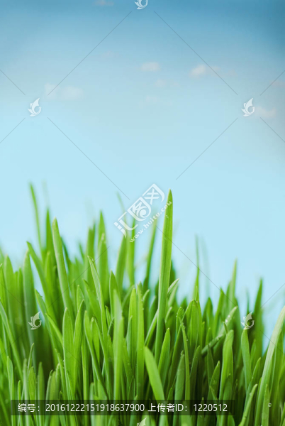清新的春天的背景虛化背景