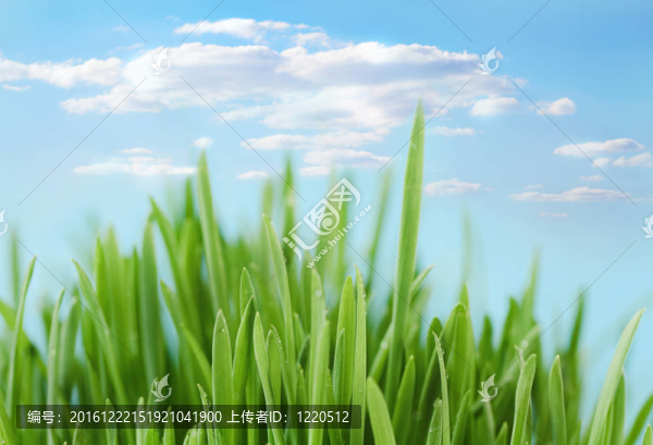 清新的春天的背景虛化背景