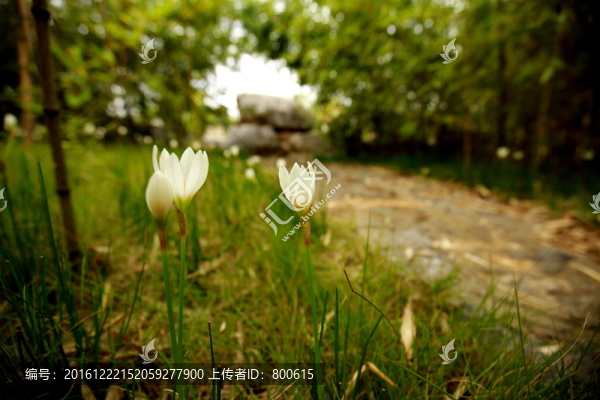花