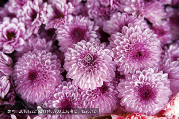 紅鮮菊花裝飾美麗花束
