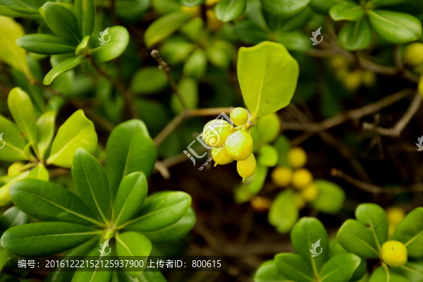 植被
