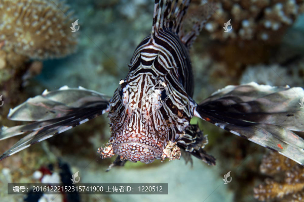 在紅海中的獅子魚。
