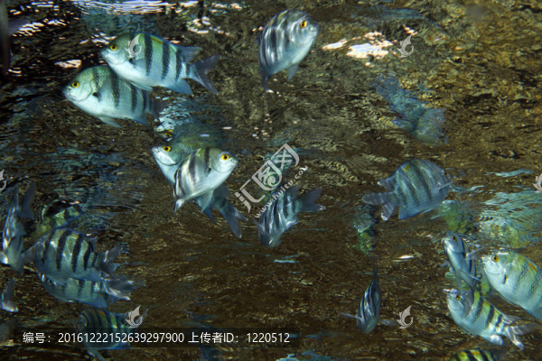 印度太平洋中士（條紋豆娘魚）在紅海。