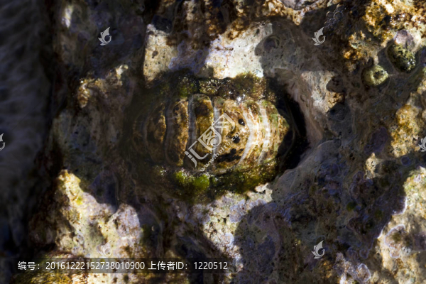 大石鱉（Acanthopleura,vaillianti）在紅海