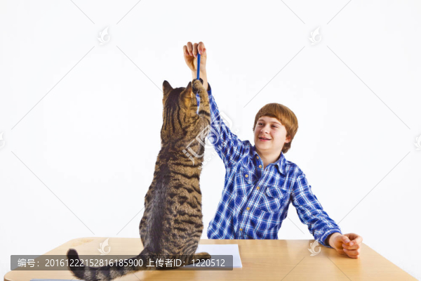 聰明的男孩為學校學習休息和玩他的貓