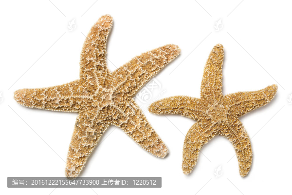 海星的白色