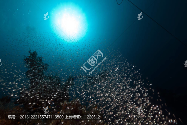 紅海中的水下熱帶世界。