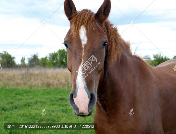 馬