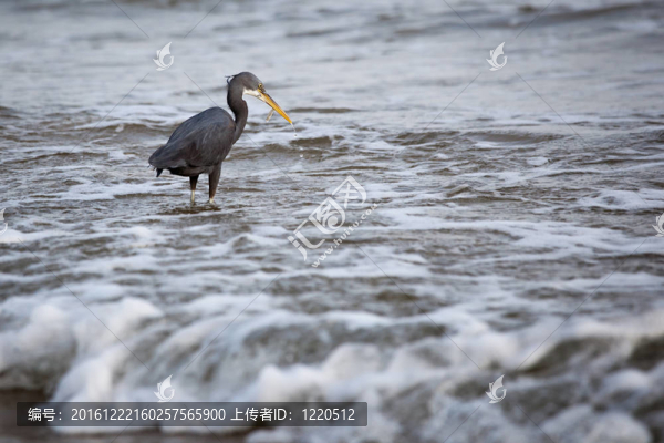 西巖鷺（Egretta,gularis）