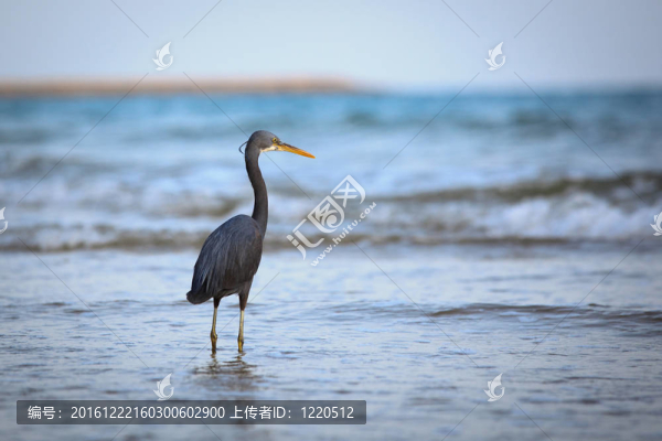 西巖鷺（Egretta,gularis）