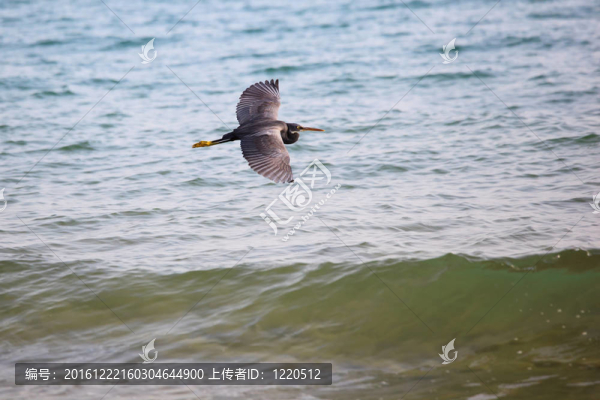 西巖鷺（Egretta,gularis）
