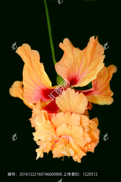 混合hybiscus花