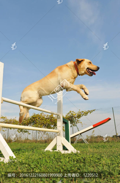 拉布拉多獵犬的靈活性