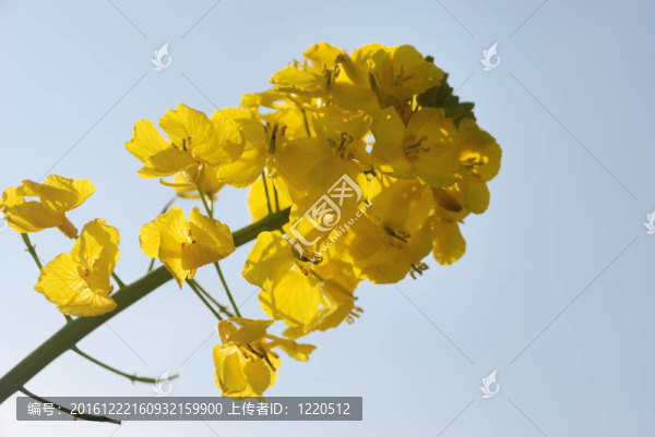 油菜花