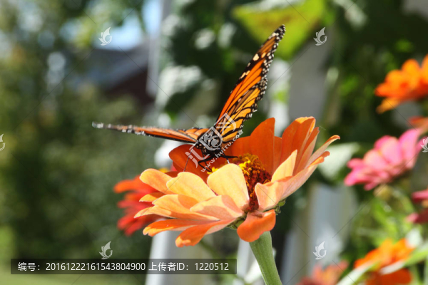 Orange,Zinnia的帝王蝶