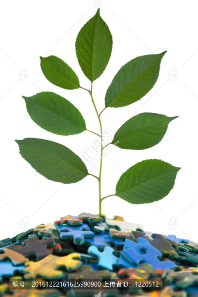 拼圖和植物
