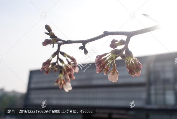 櫻花花苞