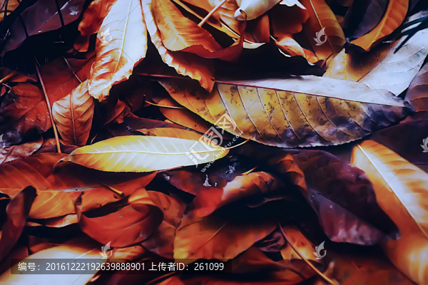唯美樹葉,高清立體