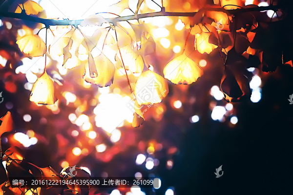 唯美樹葉,高清立體