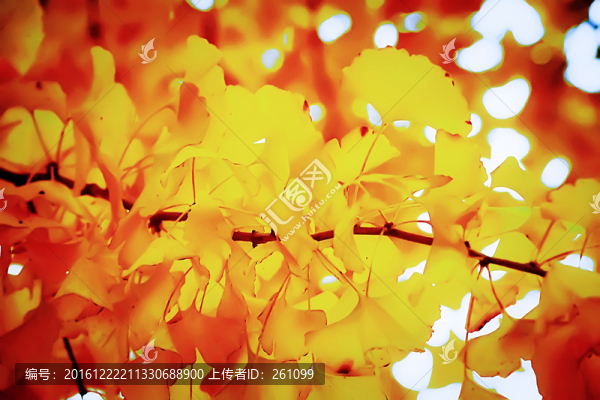 唯美樹葉,高清立體