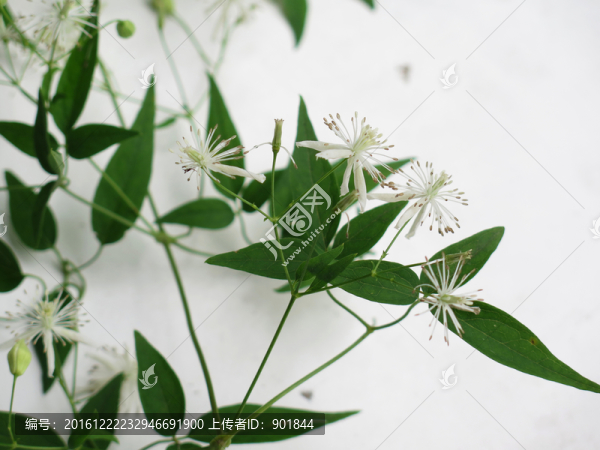 藥用植物威靈仙