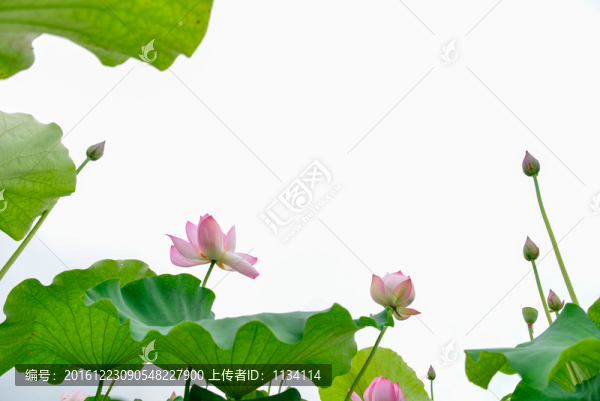 水墨荷花