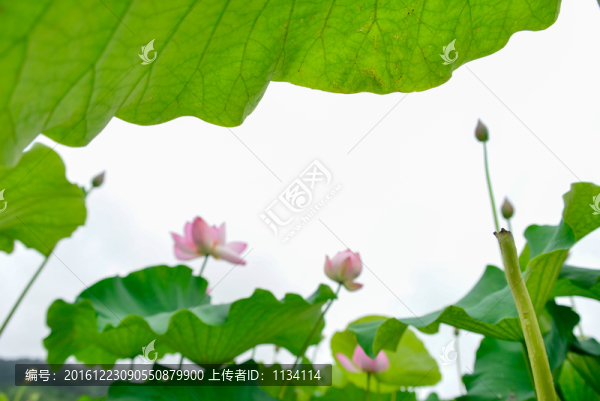 水墨荷花