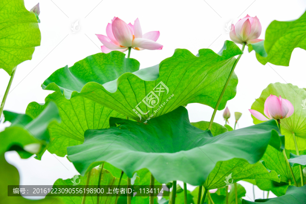 禪意荷花荷葉