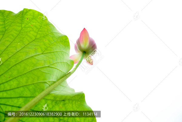 綠葉紅荷花