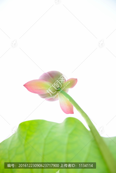 水墨荷花