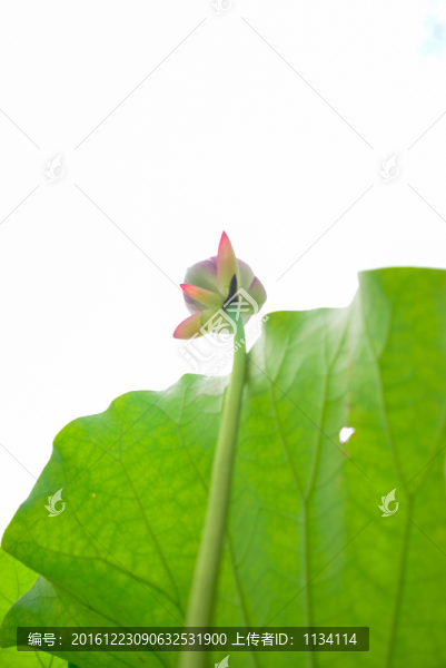 水墨荷花