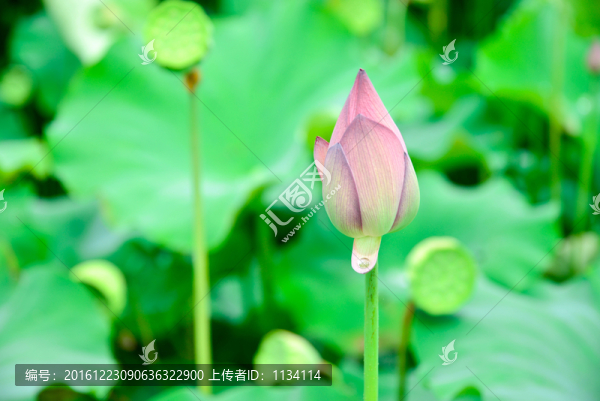 小荷水珠