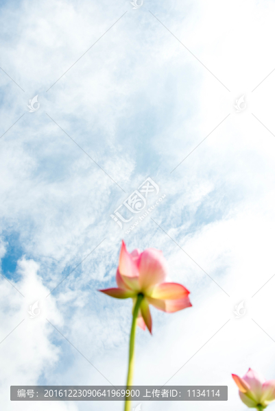 禪意荷花