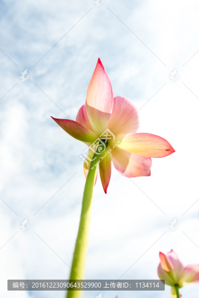 陽光荷花