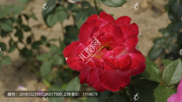 紅色花朵